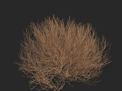 Detailed Leafless Shrub With Twiggy Branches Isolated Against Black Background 3d model
