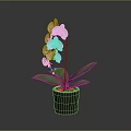 Pink Orchid Plant With Purple Spots Flowers And Green Leaves In Black Pot