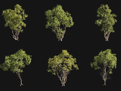 Various Arbor Trees In Different Forms With Green Foliage Isolated On Black Background 3d model
