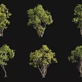 Various Arbor Trees In Different Forms With Green Foliage Isolated On Black Background 3d model