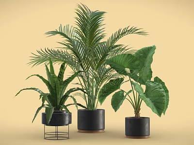 Potted Palm and Large Leaf Plants in Black Ceramic Pots with Metal Stand 3d model