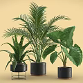 Potted Palm and Large Leaf Plants in Black Ceramic Pots with Metal Stand