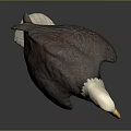 Bald Eagle Flying Bird With White Head Yellow Beak Brown Feathers And Sharp Claws Standing 3d model