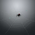 Black Spider With Red Mark On Web Gray Background And Water Droplets