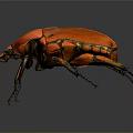 Red Beetle Close Up View With Vibrant Orange Exoskeleton And Black Legs