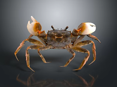 Brown and White Crab With Large Claws On Dark Background Showing Reflection 3d model
