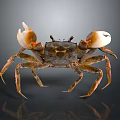 Brown and White Crab With Large Claws On Dark Background Showing Reflection