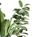 Three Lush Bonsai Potted Plants with Patterned Planters and Green Leaves