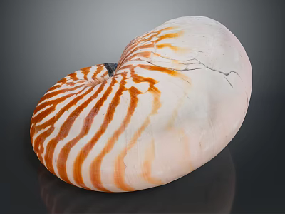 Shiny Nautilus Shell With Orange And White Stripes In Spiral Shape 3d model