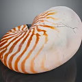 Shiny Nautilus Shell With Orange And White Stripes In Spiral Shape
