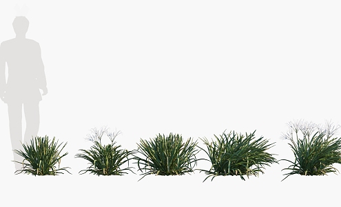 Modern beach spider lily flower potted plant landscape ornamental grass 3d model