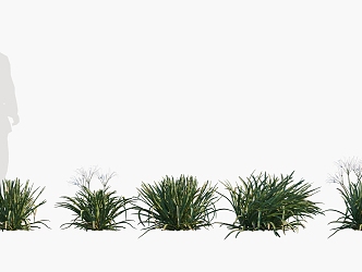 Modern beach spider lily flower potted plant landscape ornamental grass 3d model