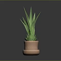 Green Leaf Plant with Long Leaves in Two Tiered Terracotta Pot on Dark Background