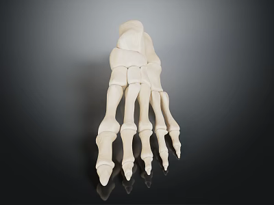 3D Rendered Human Foot Bones Model White Structure On Dark Background With Reflection 3d model