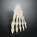 3D Rendered Human Foot Bones Model White Structure On Dark Background With Reflection