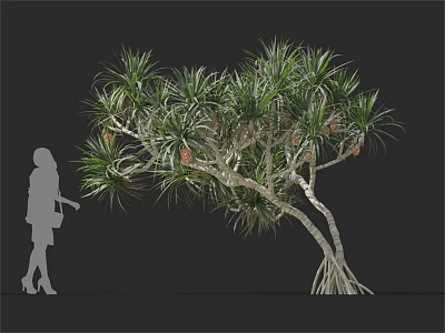 Tropical Ornamental Tree With Slender Leaves Twisted Trunk And Aerial Roots Beside Human Silhouette 3d model