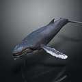 Whale Model In Swimming Pose With White Fin Tips On Dark Background 3d model