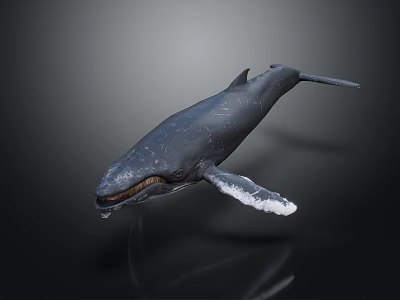 modern whale humpback whale humpback whale 3d model modern whale humpback whale humpback whale 3d model
