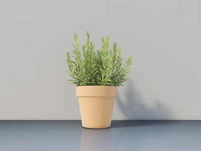 Green Herb Potted Plant In Beige Pot On Dark Tabletop With Gray Wall 3d model