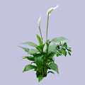 Lush Green Shrubs With White Flowers And Healthy Green Leaves For Indoor Decoration