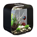 Square Black Fish Tank Aquarium With Aquatic Plants Stones And Betta Fish