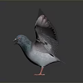 Blue Flying Pigeon With Spread Wings And Pink Feet On Shiny Dark Background