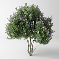 Lush Tree With Green Leaves And Purple Small Flowers On Multiple Trunks