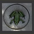 Green Reptile Resting On Square Shallow Concrete Dish With Smooth Surface