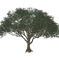 Lush Green Arbor With Thick Trunk And Spreading Branches In White Background