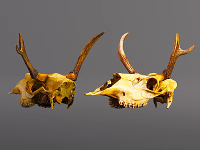 Unique Animal Wall Decor Featuring Deer Skulls and Antlers for Home Decoration 3d model