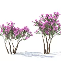 Vibrant Purple Flowering Plants With Multiple Stems And Lush Green Foliage