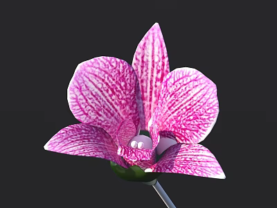 Beautiful Pink And White Striped Orchid Flower On Black Background 3d model