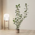 Tall Indoor Potted Plant With Lush Green Leaves In Modern Room With Light Wooden Floor