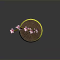 Pink Flowering Plant in White Pot with Yellow Hemispherical Base and Floating on Gray Background