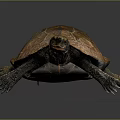 Reddish Brown Turtle With Detailed Shell Patterns On Dark Reflective Background 3d model
