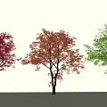 Garden Landscape Featuring Colorful Trees With Red Orange And Green Foliage