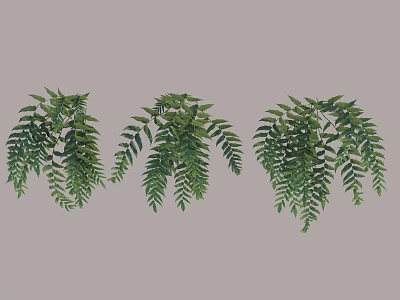 Three Green Hanging Shrubs With Feathery Leaves For Garden Decoration 3d model