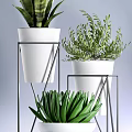 Varied Potted Plants with White Pots and Metal Stands Featuring Sansevieria Succulent and Fern