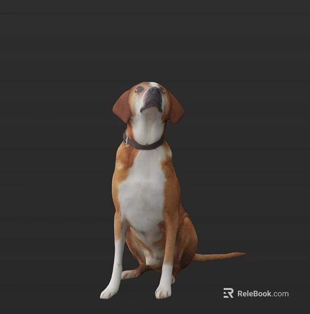 Brown And White Reptile With Collar Sitting And Looking Up Against Black Background 3d model 