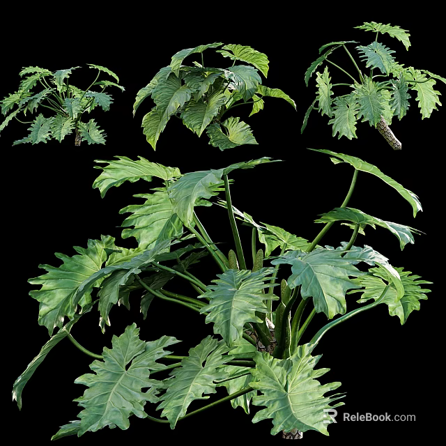 Lush Green Tropical Plant Foliage Showcasing Multiple Vibrant Leaf Patterns And Healthy Growth 3d model 