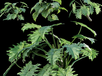 Lush Green Tropical Plant Foliage Showcasing Multiple Vibrant Leaf Patterns And Healthy Growth 3d model