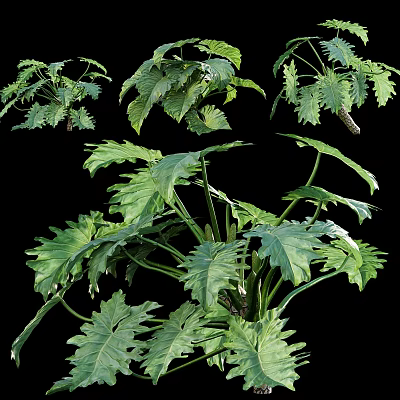 Lush Green Tropical Plant Foliage Showcasing Multiple Vibrant Leaf Patterns And Healthy Growth 3d model
