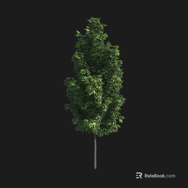 Tall Tree With Lush Green Foliage And Straight Strong Trunk 3d model