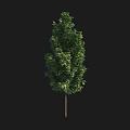 Tall Tree With Lush Green Foliage And Straight Strong Trunk 3d model