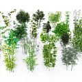 Various Types Of Green Bamboo Plants With Lush Foliage And Different Heights