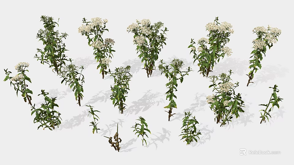 Green Plants With White Flowers In Various Sizes And Different Poses On White Background 3d model 
