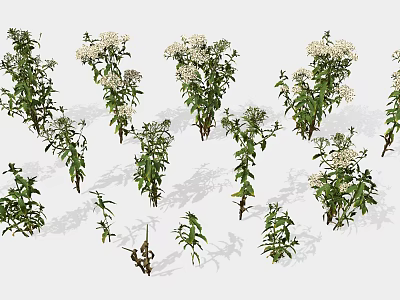 Green Plants With White Flowers In Various Sizes And Different Poses On White Background 3d model