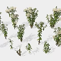 Green Plants With White Flowers In Various Sizes And Different Poses On White Background