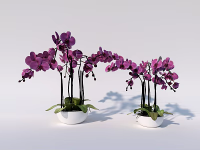 Bonsai Potted Purple Orchid Plants with Green Leaves and Long Stems in White Pots 3d model