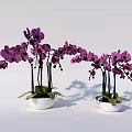 Bonsai Potted Purple Orchid Plants with Green Leaves and Long Stems in White Pots